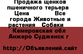 Продажа щенков пшеничного терьера › Цена ­ 30 000 - Все города Животные и растения » Собаки   . Кемеровская обл.,Анжеро-Судженск г.